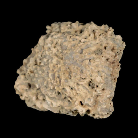1.8" Glyptodon Fossil Osteoderm Scute Plate Bony Armor Pleistocene Uruguay COA - Fossil Age Minerals