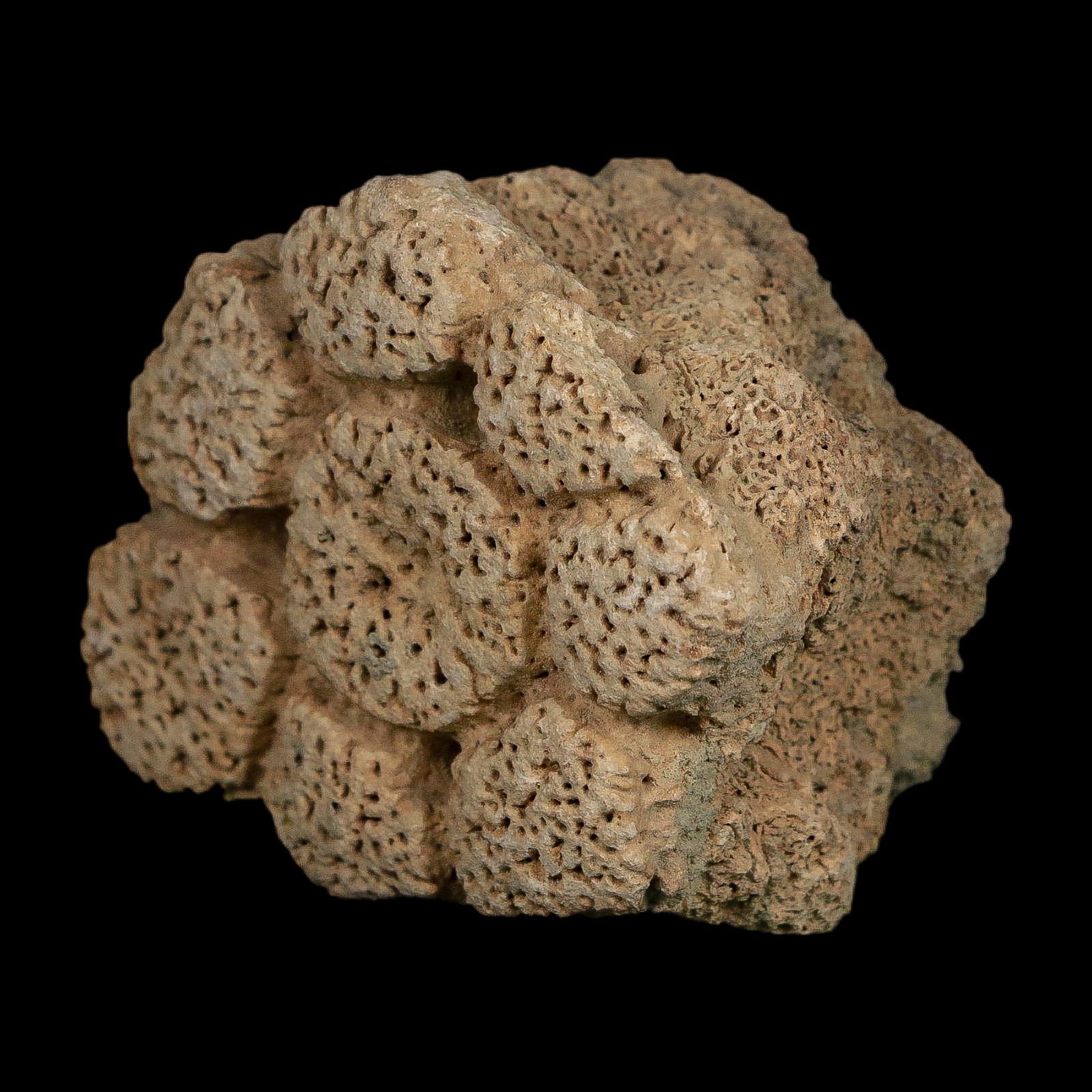 2.6" Glyptodon Fossil Osteoderm Scute Plate Bony Armor Pleistocene Uruguay COA - Fossil Age Minerals