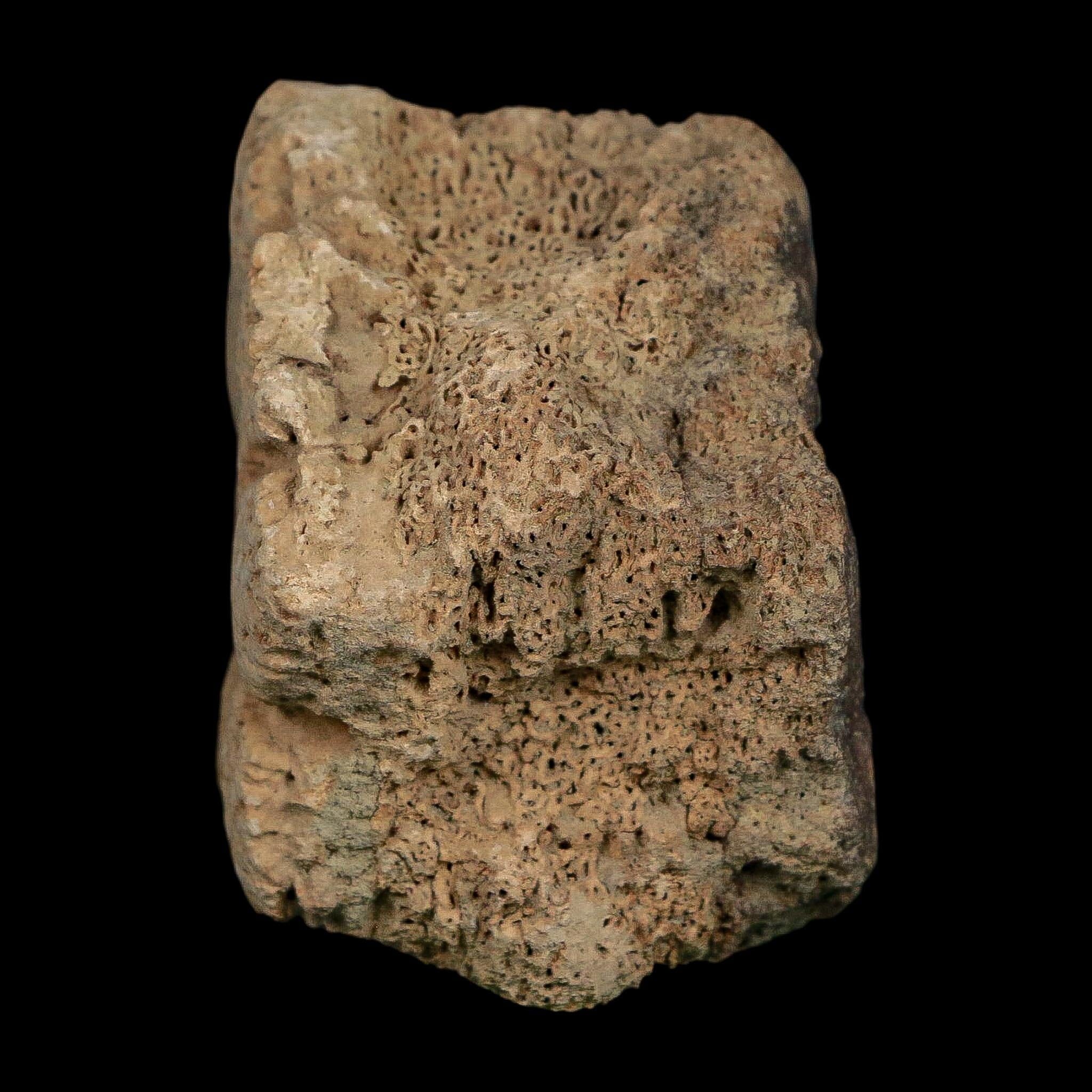 2.6" Glyptodon Fossil Osteoderm Scute Plate Bony Armor Pleistocene Uruguay COA - Fossil Age Minerals