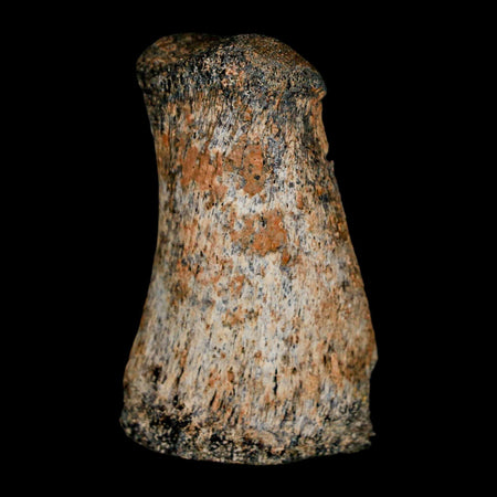 2" Brachylophosaurus Fossil Finger Bone Cretaceous Dinosaur Judith River FM MT COA