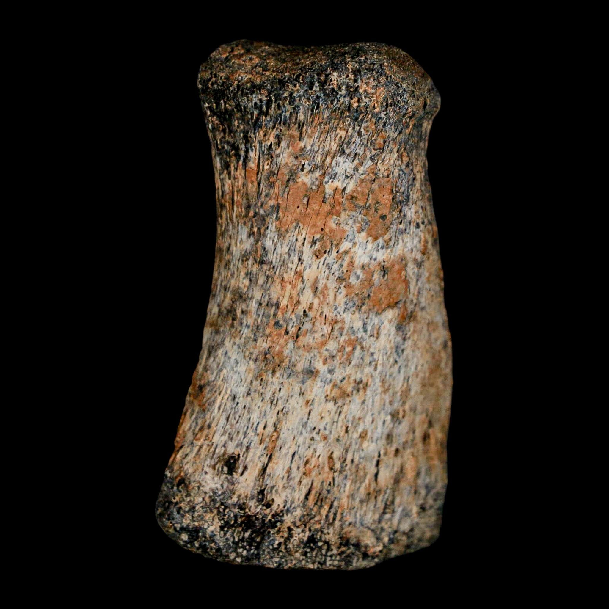 2" Brachylophosaurus Fossil Finger Bone Cretaceous Dinosaur Judith River FM MT COA - Fossil Age Minerals