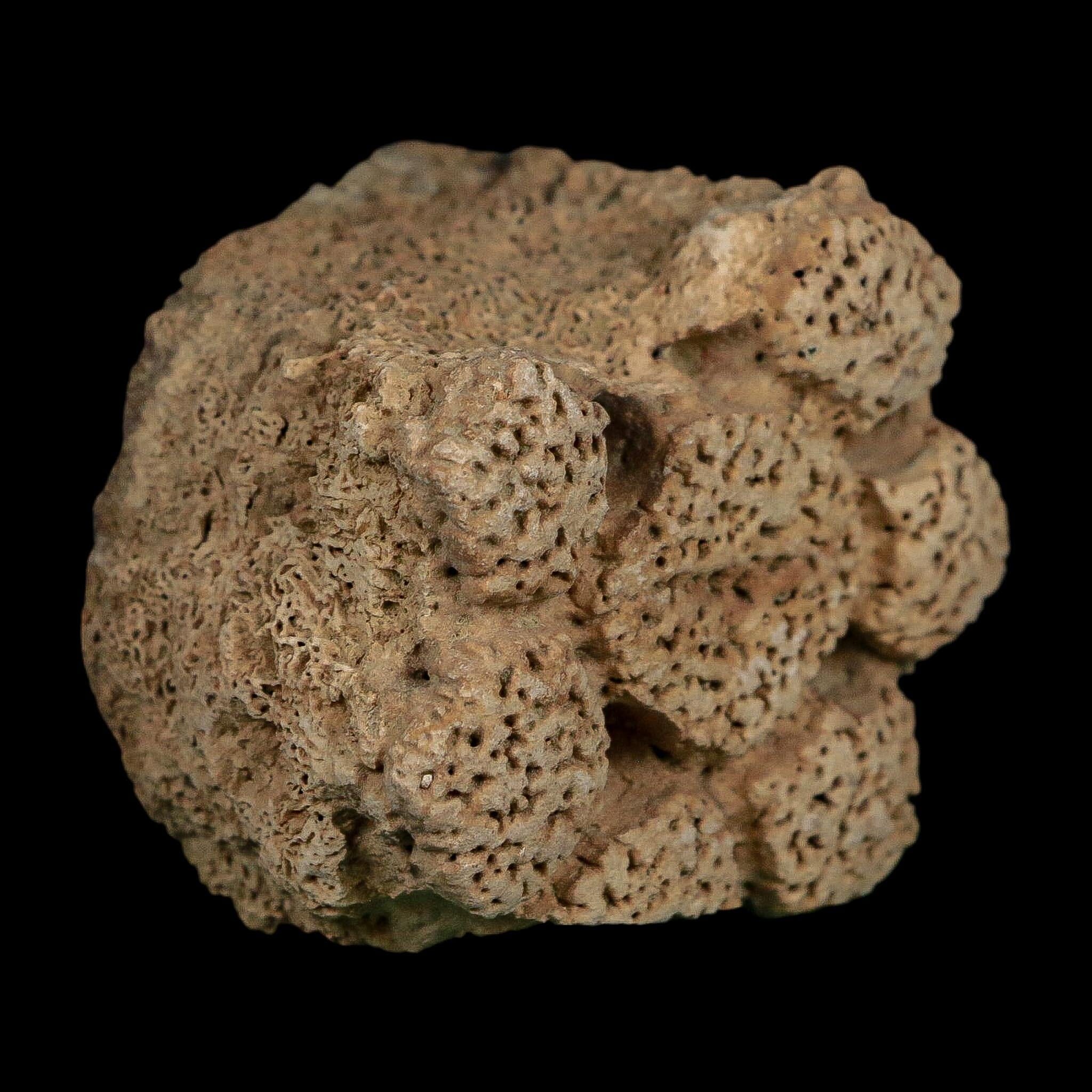 2.3" Glyptodon Fossil Osteoderm Scute Plate Bony Armor Pleistocene Uruguay COA - Fossil Age Minerals