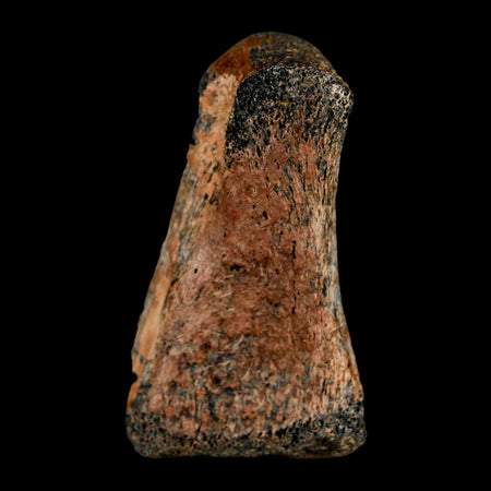2" Brachylophosaurus Fossil Finger Bone Cretaceous Dinosaur Judith River FM MT COA