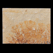 2.3" Pyrolusite Dendritic Sandstone Solnhofen Jurassic Age West Germany
