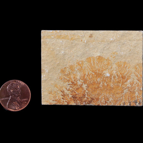 2.3" Pyrolusite Dendritic Sandstone Solnhofen Jurassic Age West Germany - Fossil Age Minerals