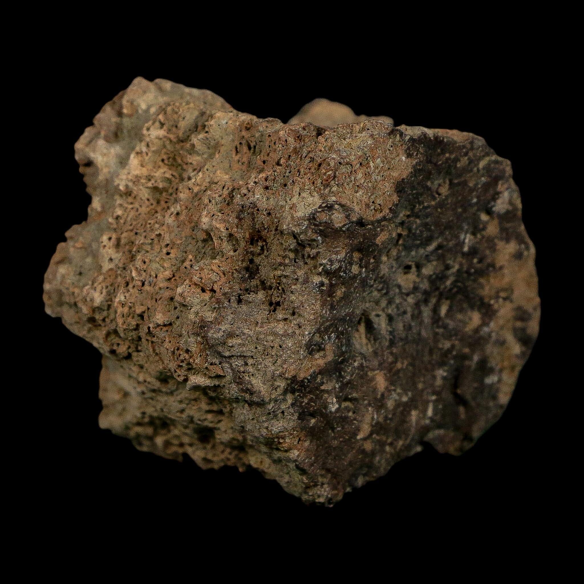 2.3" Glyptodon Fossil Osteoderm Scute Plate Bony Armor Pleistocene Uruguay COA - Fossil Age Minerals