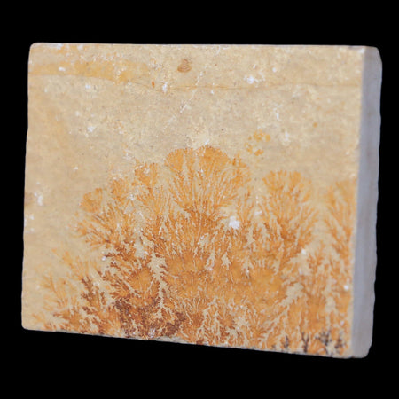 2.3" Pyrolusite Dendritic Sandstone Solnhofen Jurassic Age West Germany