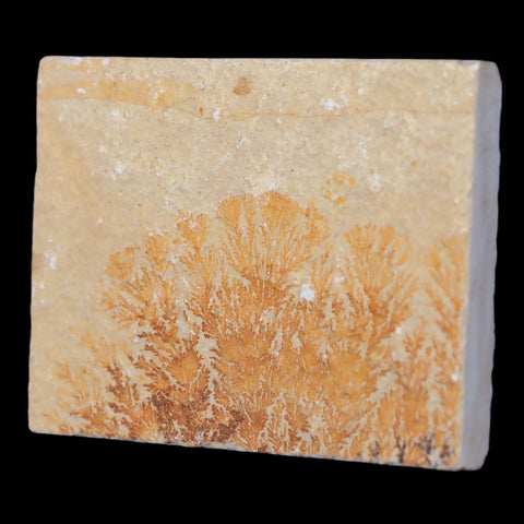 2.3" Pyrolusite Dendritic Sandstone Solnhofen Jurassic Age West Germany - Fossil Age Minerals