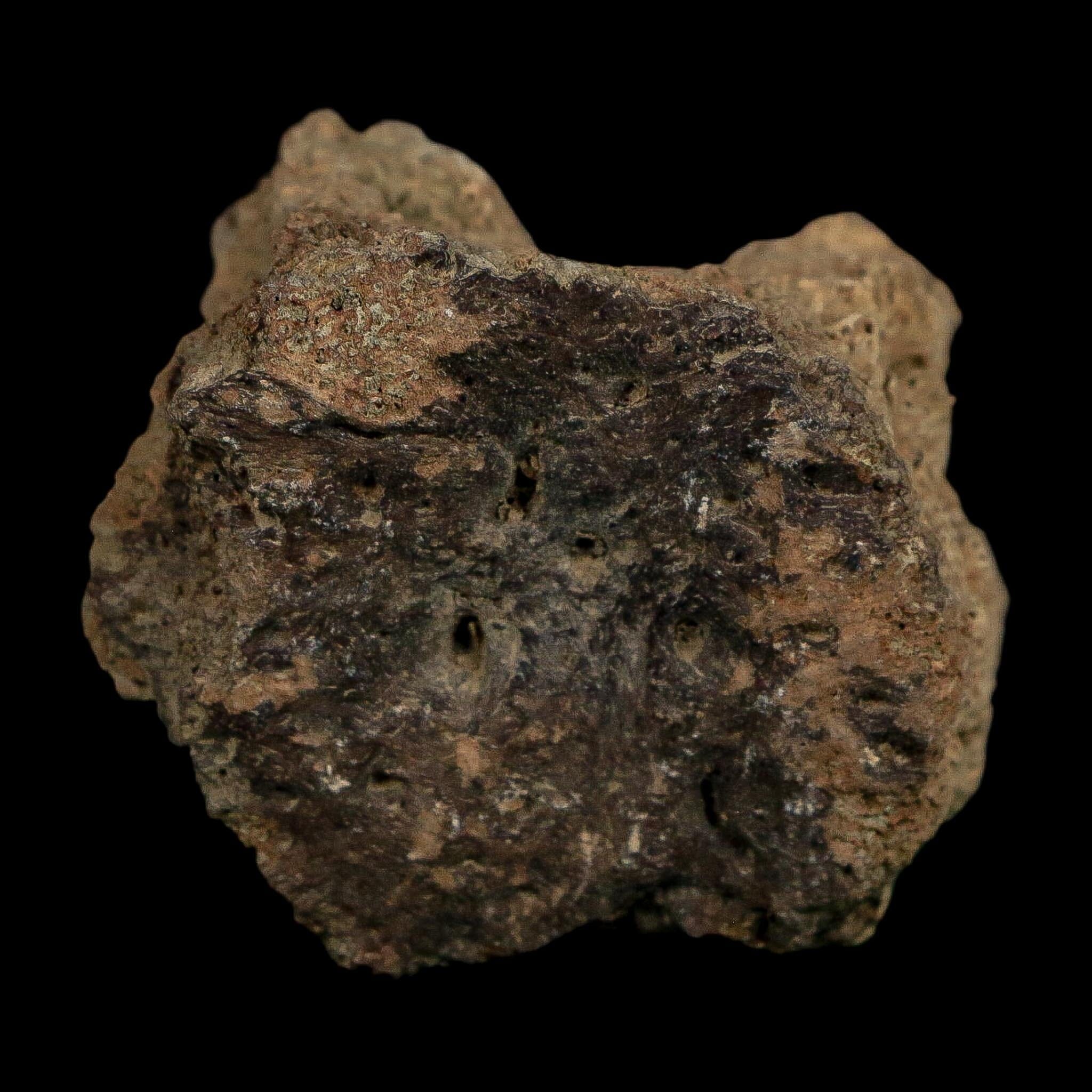 2.3" Glyptodon Fossil Osteoderm Scute Plate Bony Armor Pleistocene Uruguay COA - Fossil Age Minerals