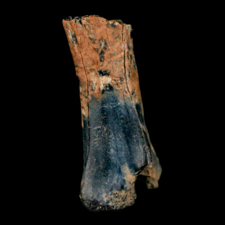 1" Raptor Dinosaur Fossil Vertebrae Judith River FM Cretaceous MT COA Display