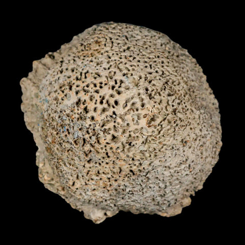 3.4" Glyptodon Fossil Osteoderm Scute Spike Plate Bony Armor Pleistocene Uruguay COA - Fossil Age Minerals