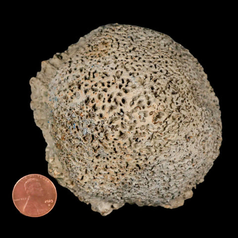 3.4" Glyptodon Fossil Osteoderm Scute Spike Plate Bony Armor Pleistocene Uruguay COA - Fossil Age Minerals
