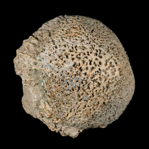 3.4" Glyptodon Fossil Osteoderm Scute Spike Plate Bony Armor Pleistocene Uruguay COA - Fossil Age Minerals