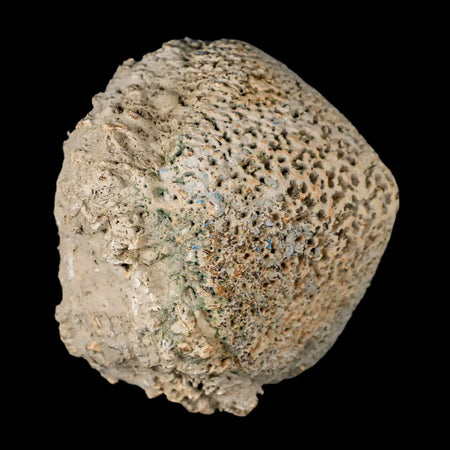 3.4" Glyptodon Fossil Osteoderm Scute Spike Plate Bony Armor Pleistocene Uruguay COA