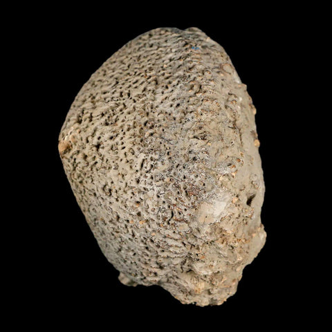 3.4" Glyptodon Fossil Osteoderm Scute Spike Plate Bony Armor Pleistocene Uruguay COA - Fossil Age Minerals