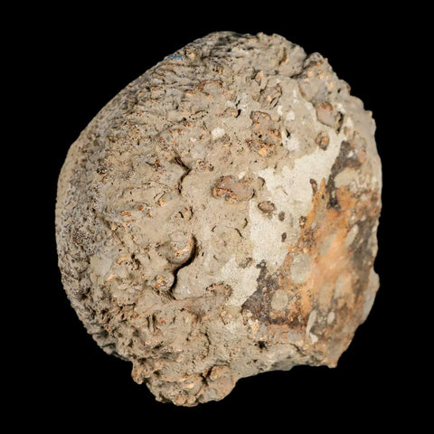 3.4" Glyptodon Fossil Osteoderm Scute Spike Plate Bony Armor Pleistocene Uruguay COA - Fossil Age Minerals