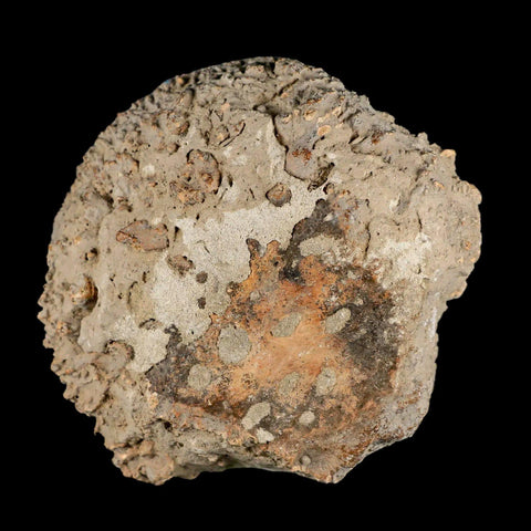 3.4" Glyptodon Fossil Osteoderm Scute Spike Plate Bony Armor Pleistocene Uruguay COA - Fossil Age Minerals