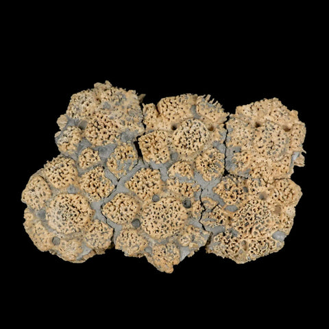 5.9" Glyptodon Fossil Osteoderm Scute Plates Bony Armor Pleistocene Uruguay COA - Fossil Age Minerals