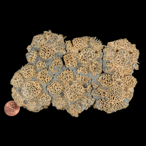 5.9" Glyptodon Fossil Osteoderm Scute Plates Bony Armor Pleistocene Uruguay COA - Fossil Age Minerals