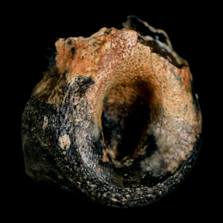 1" Raptor Dinosaur Fossil Toe Bone Judith River FM Cretaceous MT COA Display