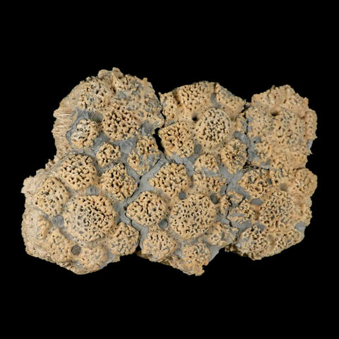 5.9" Glyptodon Fossil Osteoderm Scute Plates Bony Armor Pleistocene Uruguay COA - Fossil Age Minerals