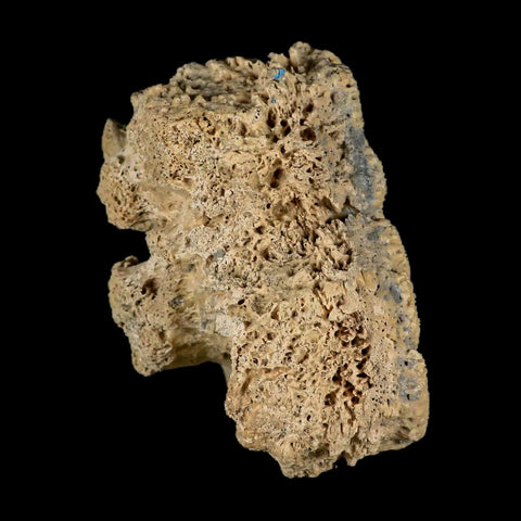 5.9" Glyptodon Fossil Osteoderm Scute Plates Bony Armor Pleistocene Uruguay COA - Fossil Age Minerals