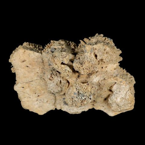 5.9" Glyptodon Fossil Osteoderm Scute Plates Bony Armor Pleistocene Uruguay COA - Fossil Age Minerals