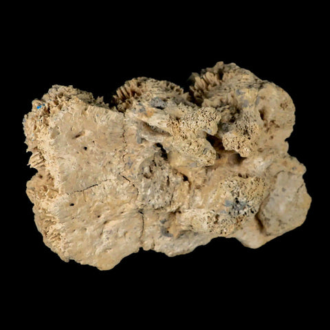 5.9" Glyptodon Fossil Osteoderm Scute Plates Bony Armor Pleistocene Uruguay COA - Fossil Age Minerals