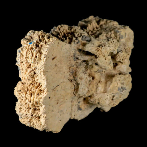 5.9" Glyptodon Fossil Osteoderm Scute Plates Bony Armor Pleistocene Uruguay COA - Fossil Age Minerals