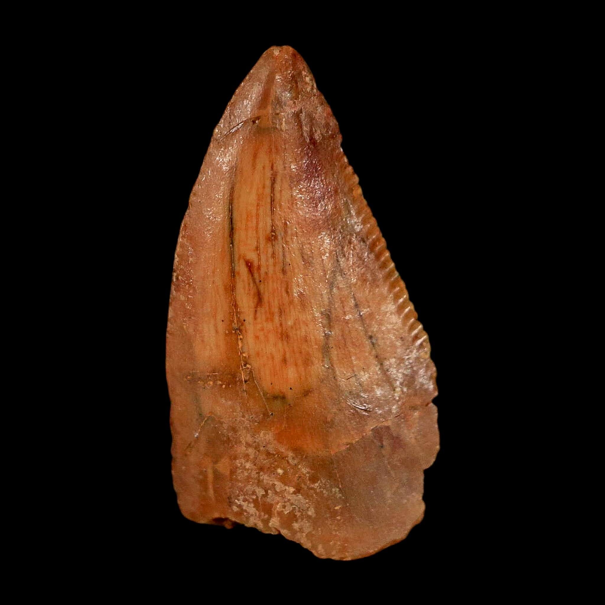 0.7" Abelisaur Serrated Tooth Fossil Cretaceous Age Dinosaur Morocco COA, Display - Fossil Age Minerals