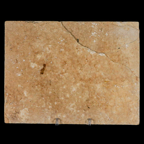 3.5" Diplomystus Dentatus Fossil Fish Green River FM WY Eocene Age COA, Stand - Fossil Age Minerals