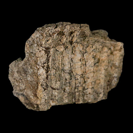 2.7" Hypacrosaurus Dinosaur Fossil Jaw Section Bone Two Medicine FM Montana COA