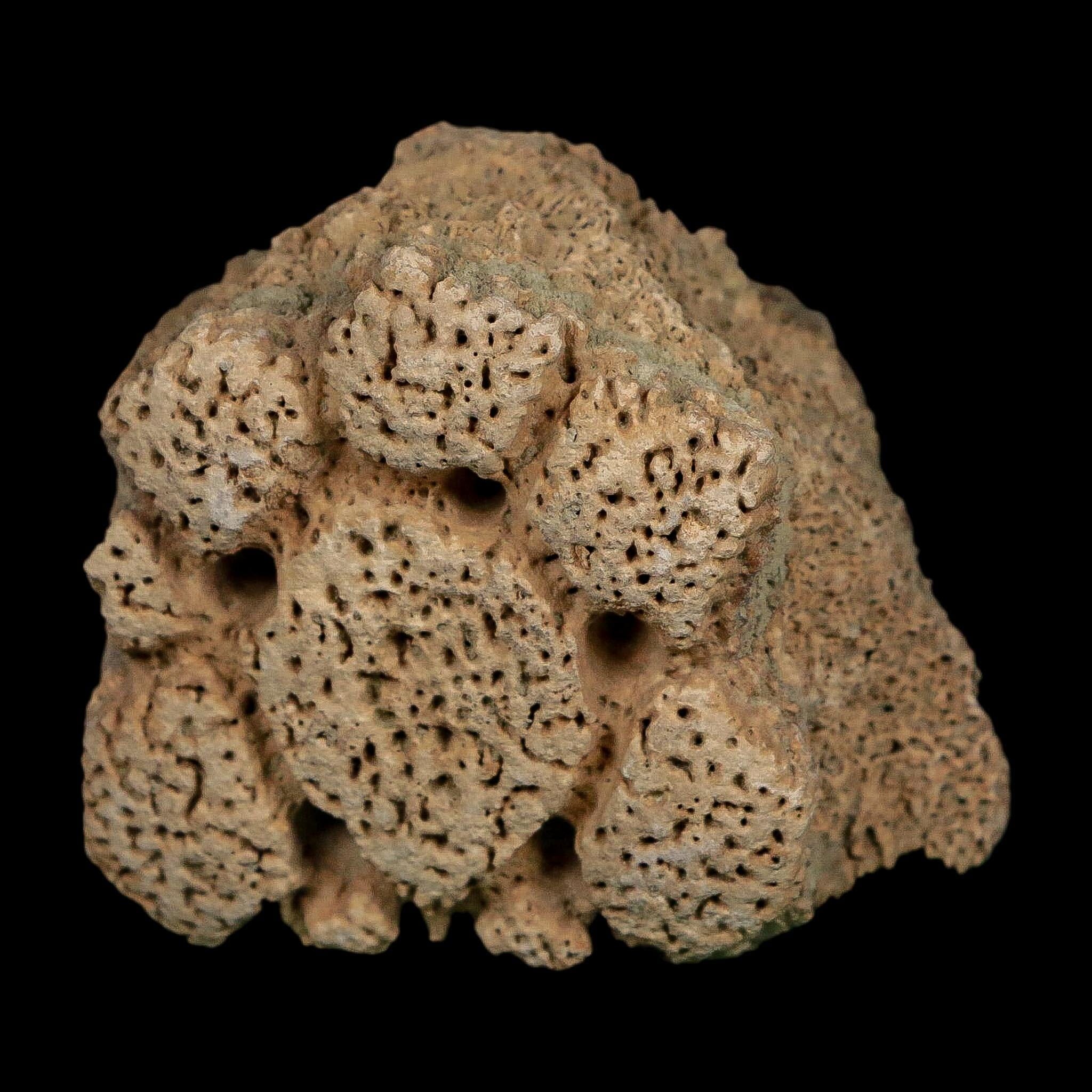 2.7" Glyptodon Fossil Osteoderm Scute Plate Bony Armor Pleistocene Uruguay COA - Fossil Age Minerals
