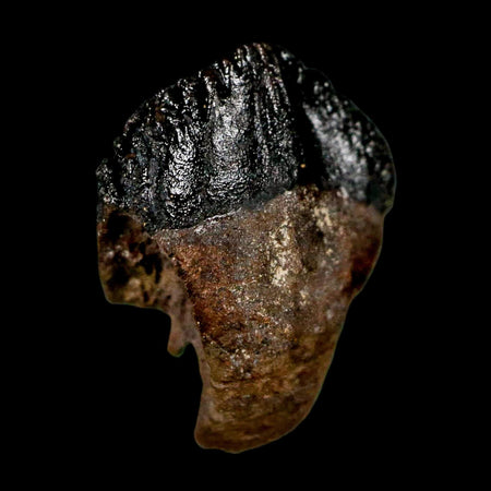 0.6" Triceratops Fossil Tooth Hell Creek FM Cretaceous Dinosaur Montana COA Display