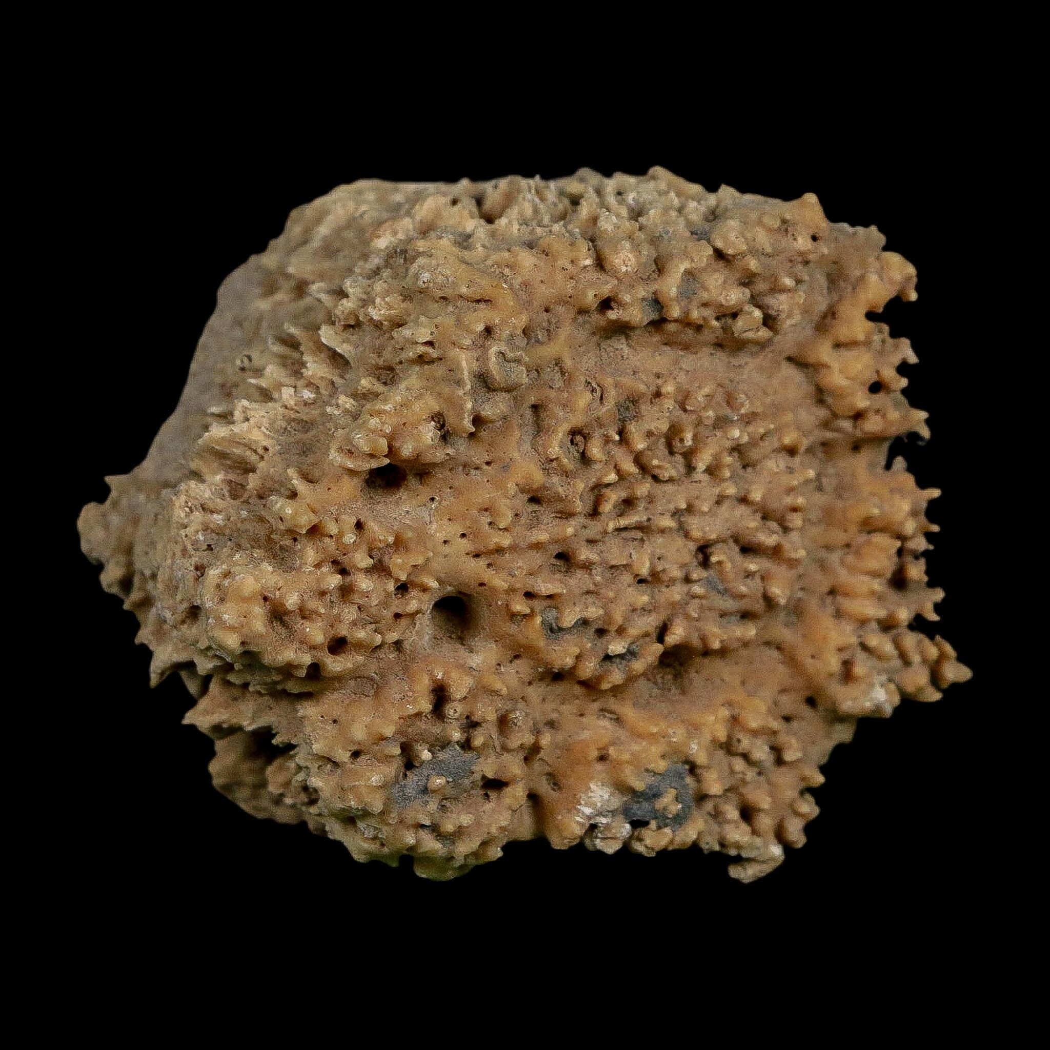 2.1" Glyptodon Fossil Osteoderm Scute Plate Bony Armor Pleistocene Uruguay COA - Fossil Age Minerals