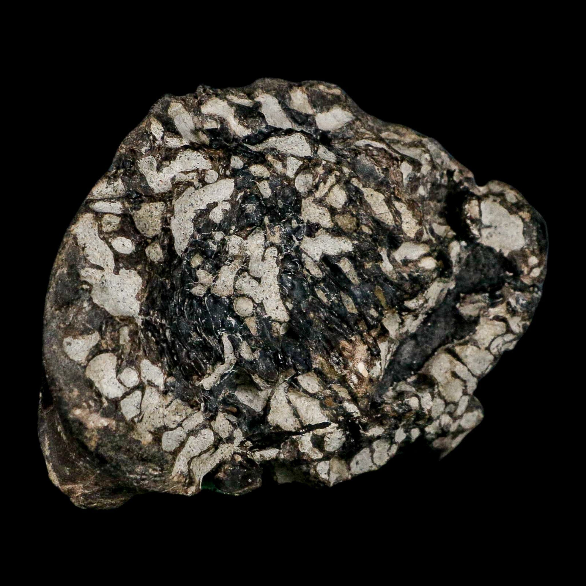 3.6" Gorgosaurus Tyrannosaur Dinosaur Fossil Bone Two Medicine FM Montana COA - Fossil Age Minerals