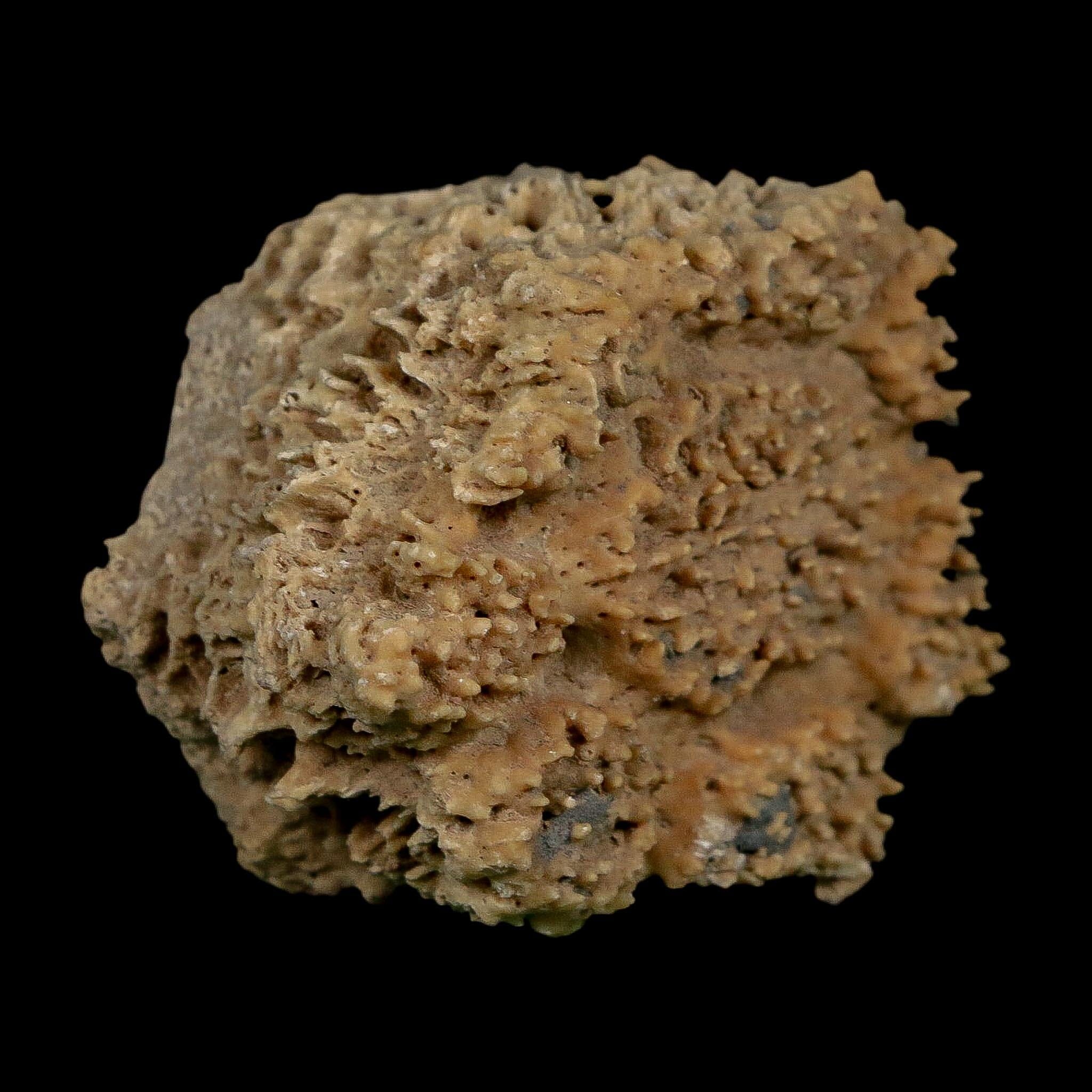 2.1" Glyptodon Fossil Osteoderm Scute Plate Bony Armor Pleistocene Uruguay COA - Fossil Age Minerals