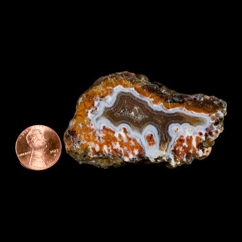 2.6" Polished Cut Agate Geode Crystal Quarts Chalcedony Mineral Specimen - Fossil Age Minerals