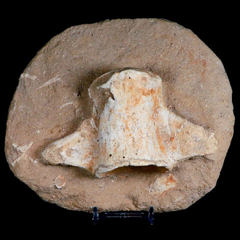 4.9" Mosasaur Fossil Vertebrae In Matrix Cretaceous Dinosaur Era Morocco COA Stand - Fossil Age Minerals