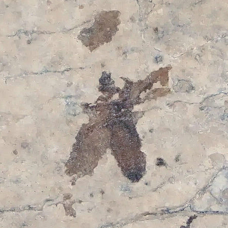 0.5" Detailed Fossil March Fly Insect Green River FM Uintah County UT Eocene Age