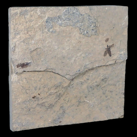 0.5" Detailed Fossil March Fly Insect Green River FM Uintah County UT Eocene Age - Fossil Age Minerals