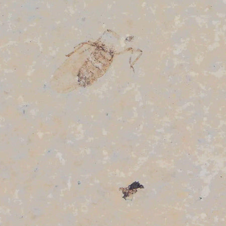 0.4" Detailed Fossil March Fly Insect Green River FM Uintah County UT Eocene Age