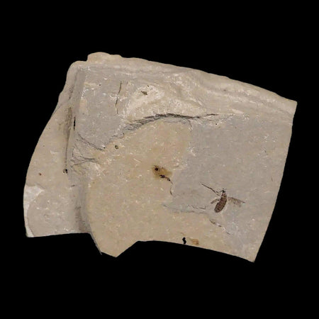 0.2 Detailed Fossil Diptera Fly Insect Green River FM Uintah County UT Eocene Age