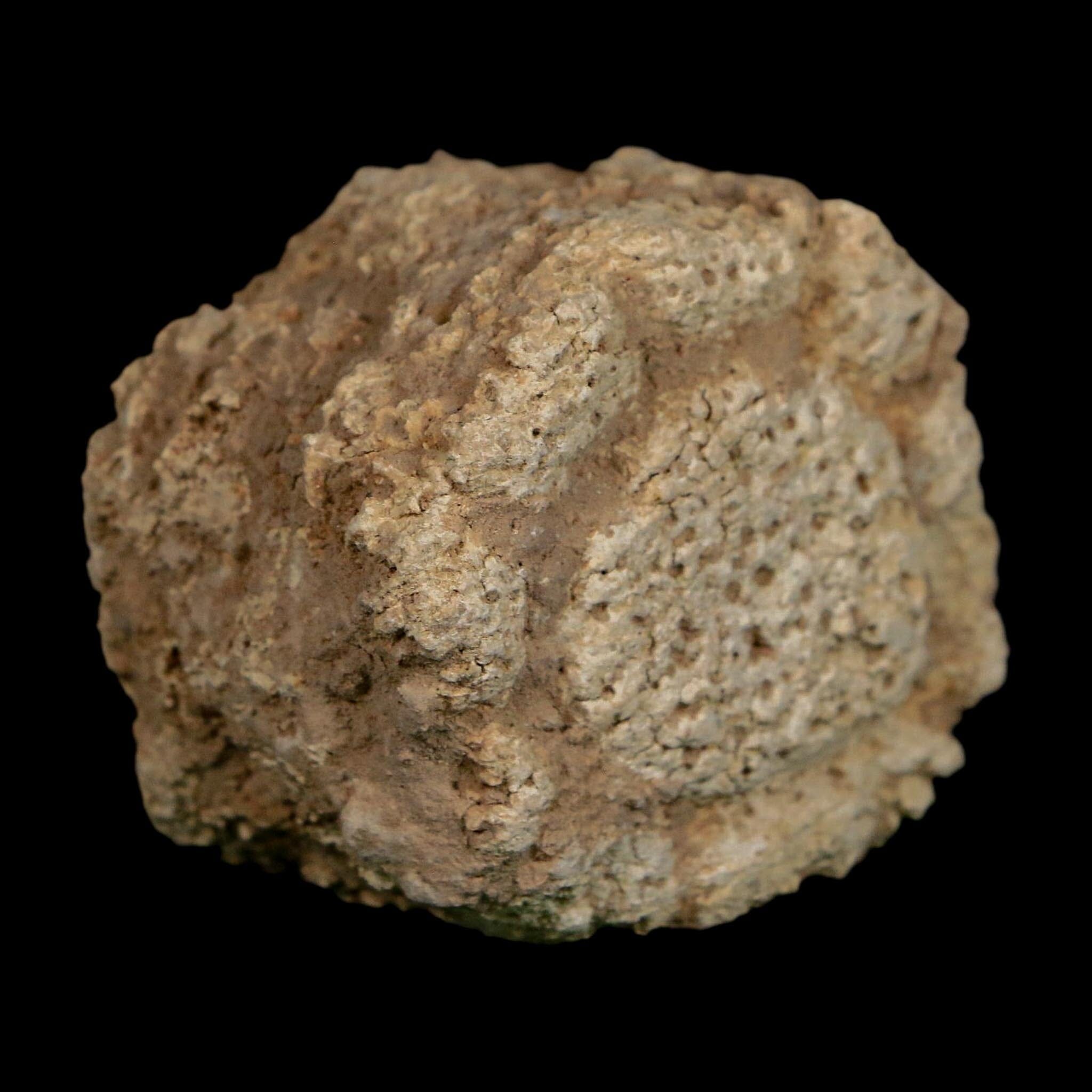 2" Glyptodon Fossil Osteoderm Scute Plate Bony Armor Pleistocene Uruguay COA - Fossil Age Minerals