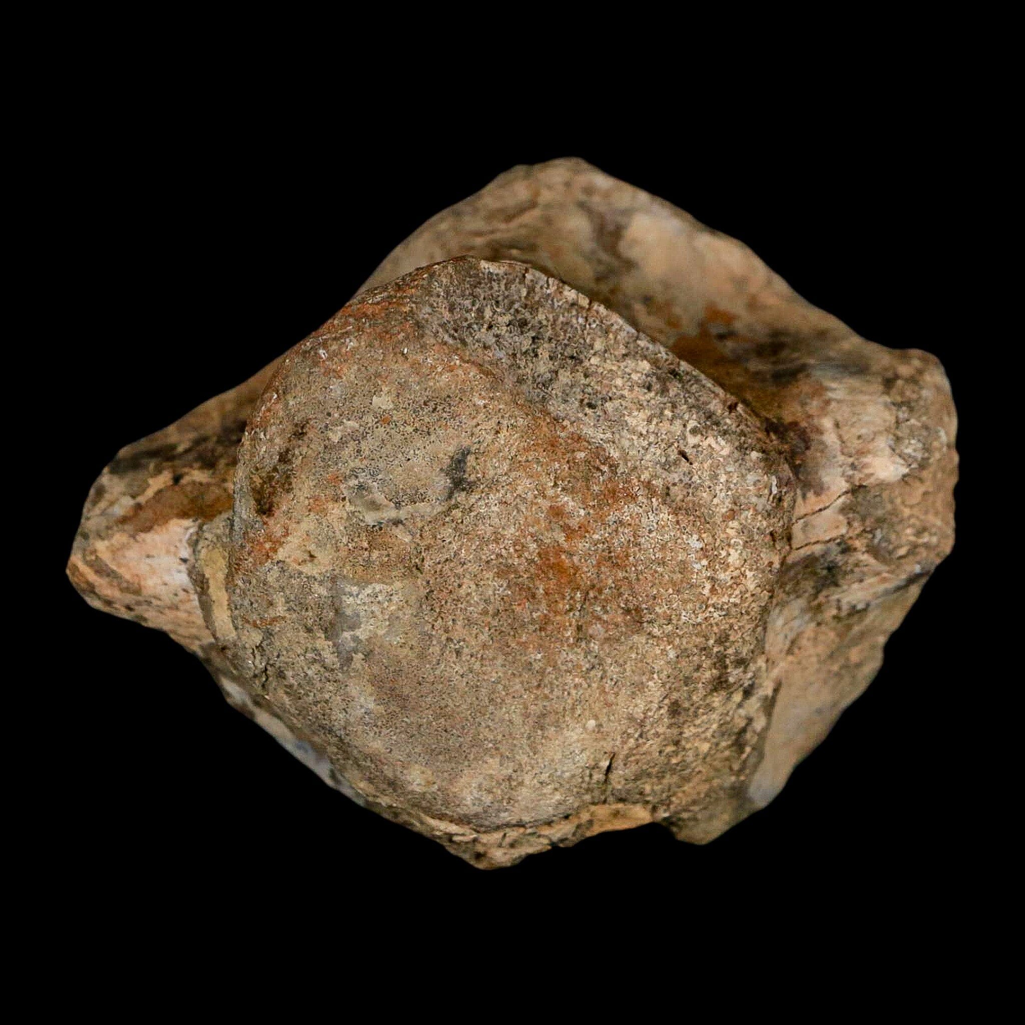2.5" Hadrosaur Dinosaur Fossil Vertebrae Bone Judith River Formation Montana COA - Fossil Age Minerals