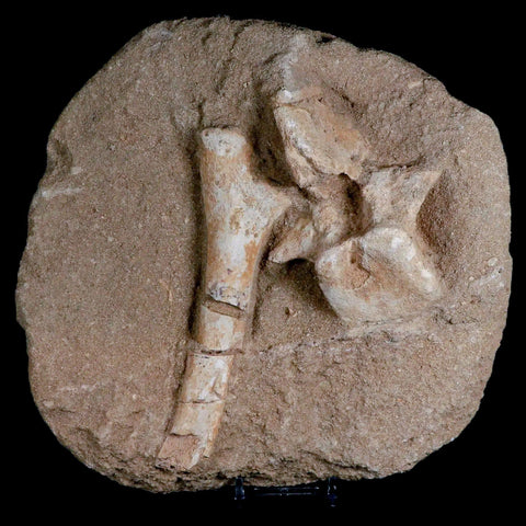 8" Crocodile Fossil Vertebrae And Bone Cretaceous Age Morocco Crocodilian Stand - Fossil Age Minerals