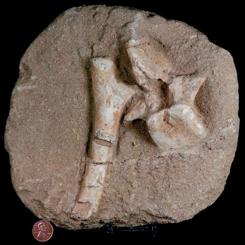 8" Crocodile Fossil Vertebrae And Bone Cretaceous Age Morocco Crocodilian Stand - Fossil Age Minerals