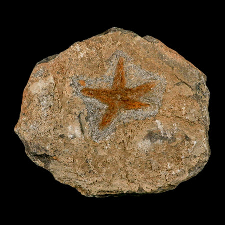 52MM Brittle Star Petraster Starfish Fossil Ordovician Age Blekus Morocco COA