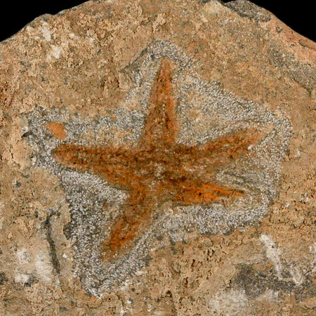 52MM Brittle Star Petraster Starfish Fossil Ordovician Age Blekus Morocco COA