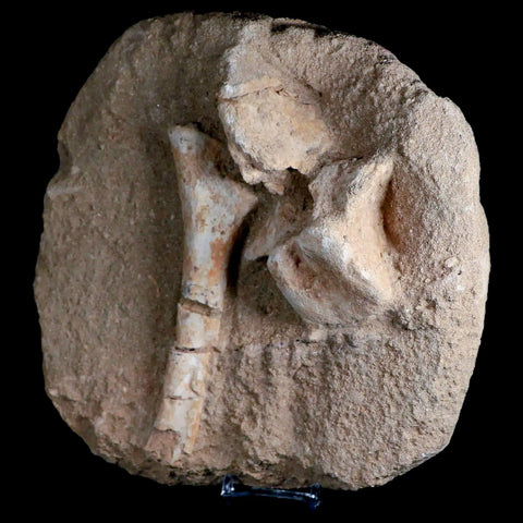 8" Crocodile Fossil Vertebrae And Bone Cretaceous Age Morocco Crocodilian Stand - Fossil Age Minerals